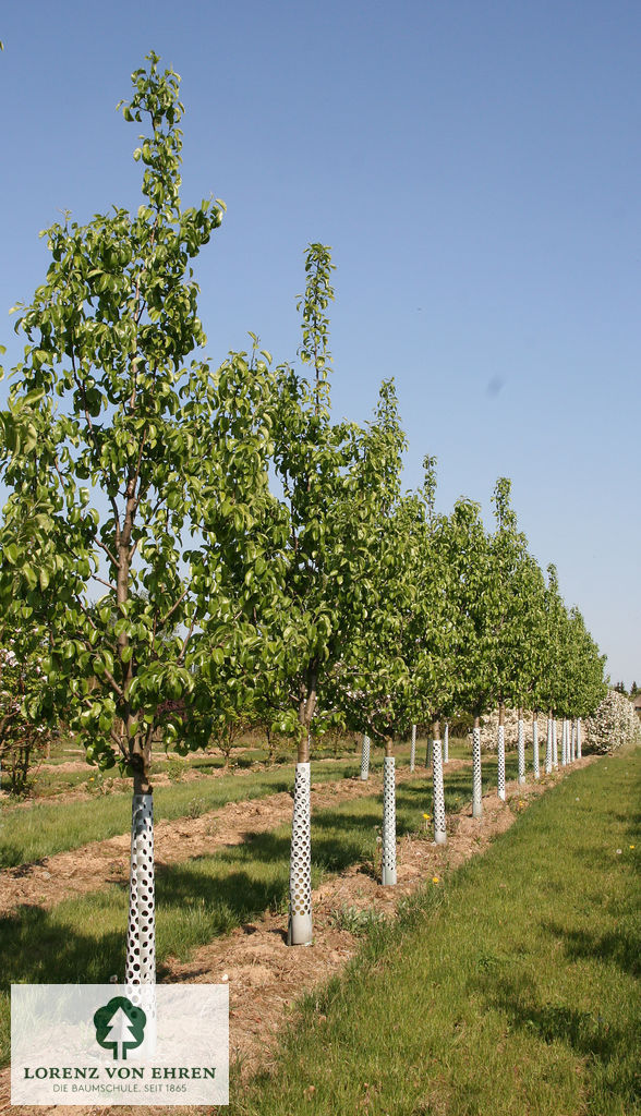 Pyrus communis 'Gellerts Butterbirne'