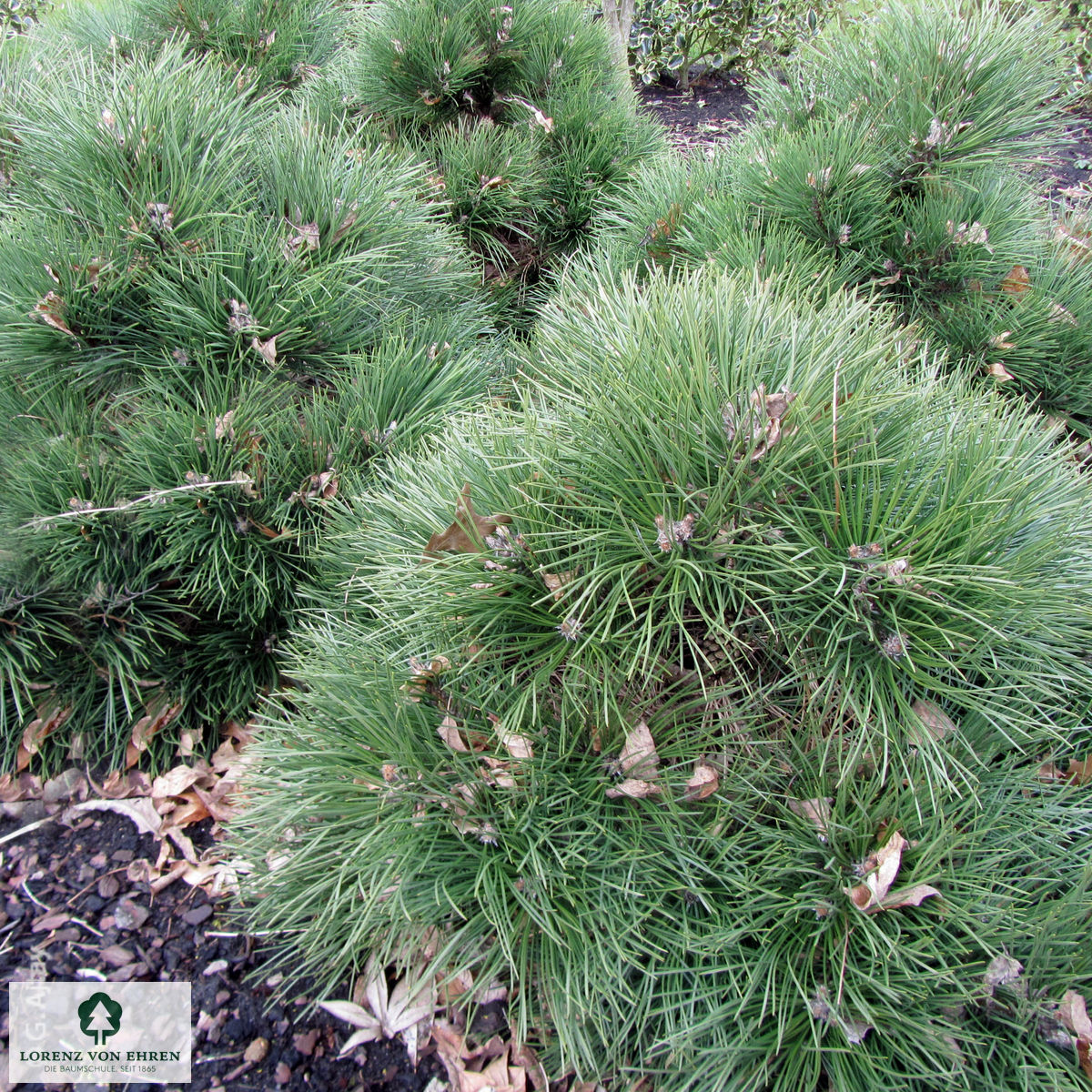 Pinus nigra 'Nana'