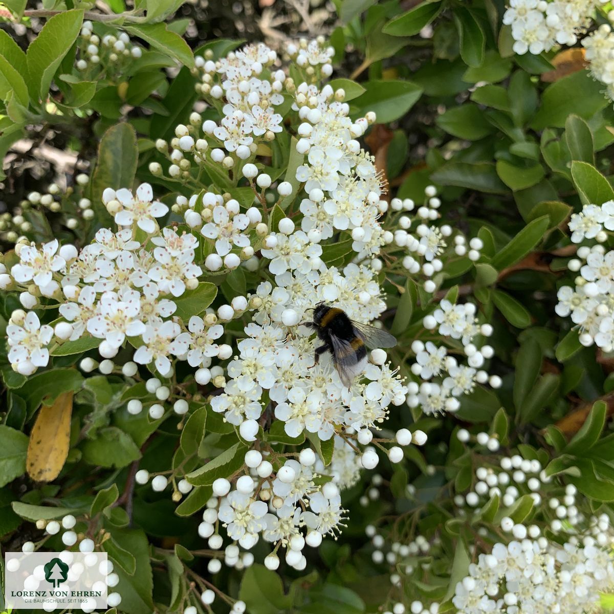 Pyracantha coccinea