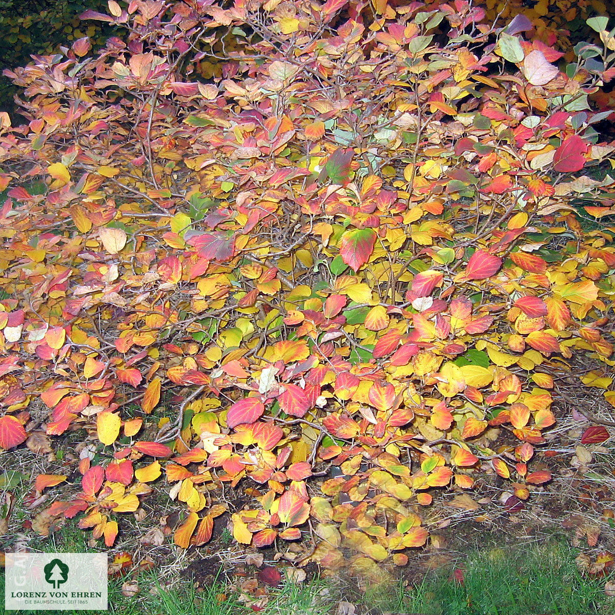 Fothergilla gardenii