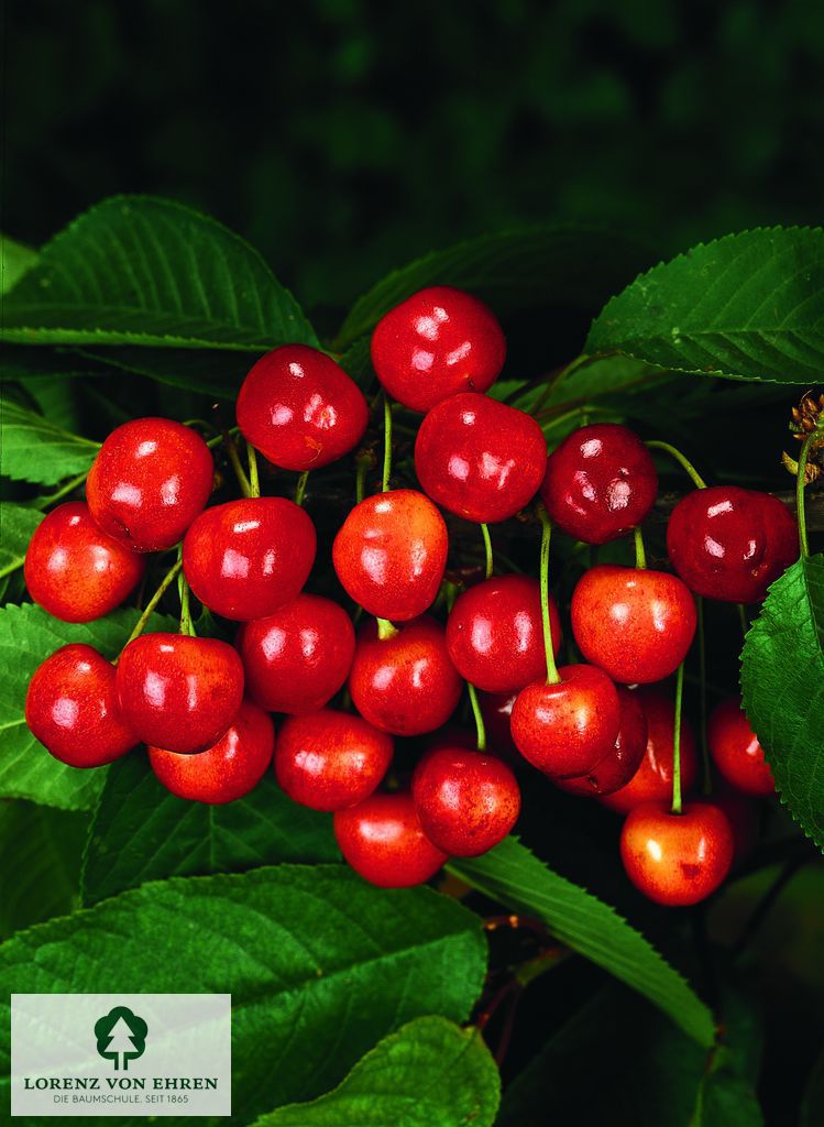 Prunus avium 'Büttners Rote Knorpelkirsche'