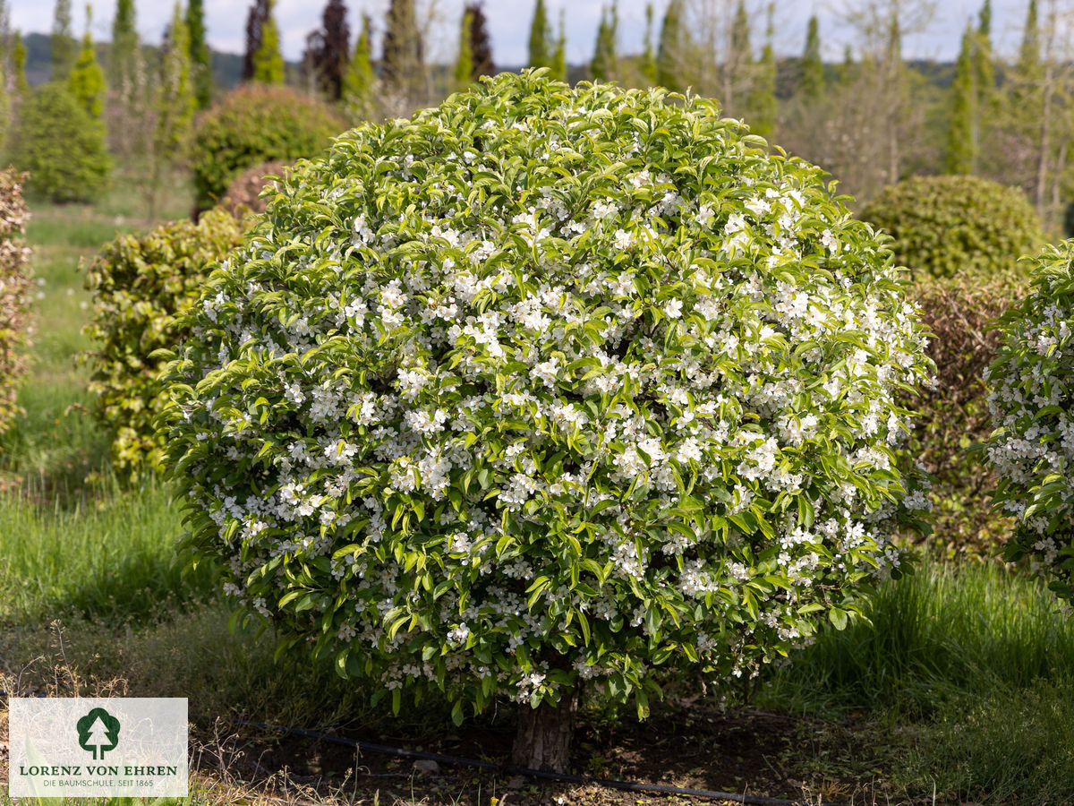 Malus toringo sargentii Veredlung