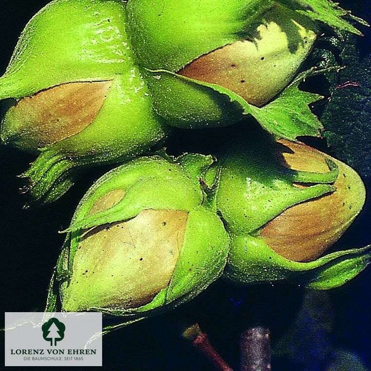 Corylus avellana 'Hallesche Riesennuss'