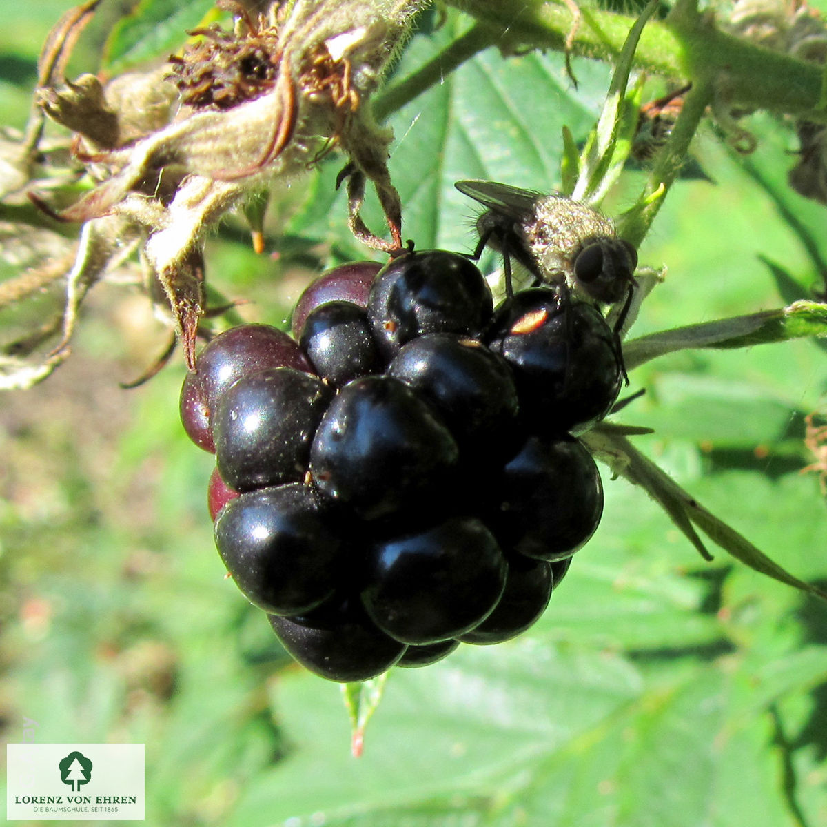 Rubus fruticosus 'Thornless Evergreen'