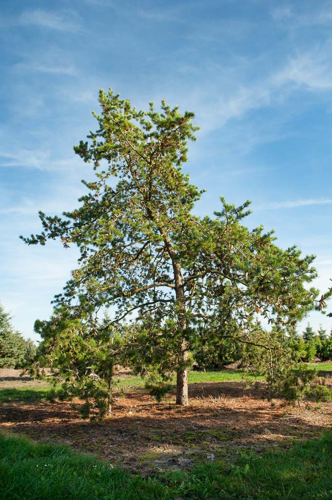 Pinus banksiana Unikat