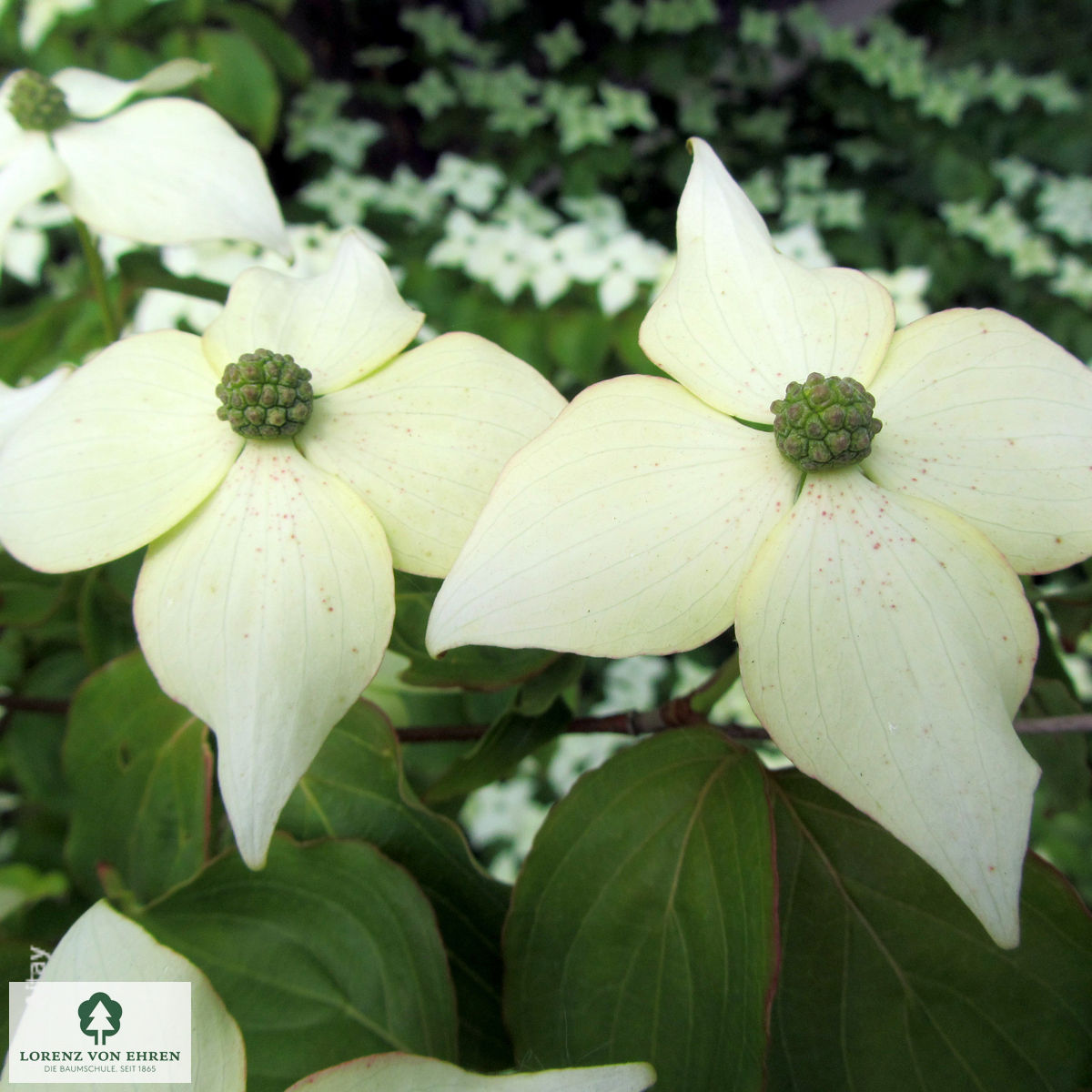 Cornus kousa