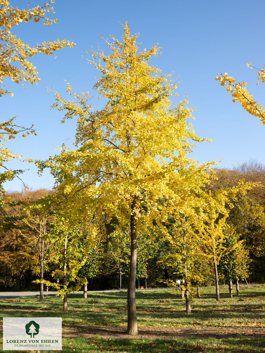 Der Baum Ginkgo biloba