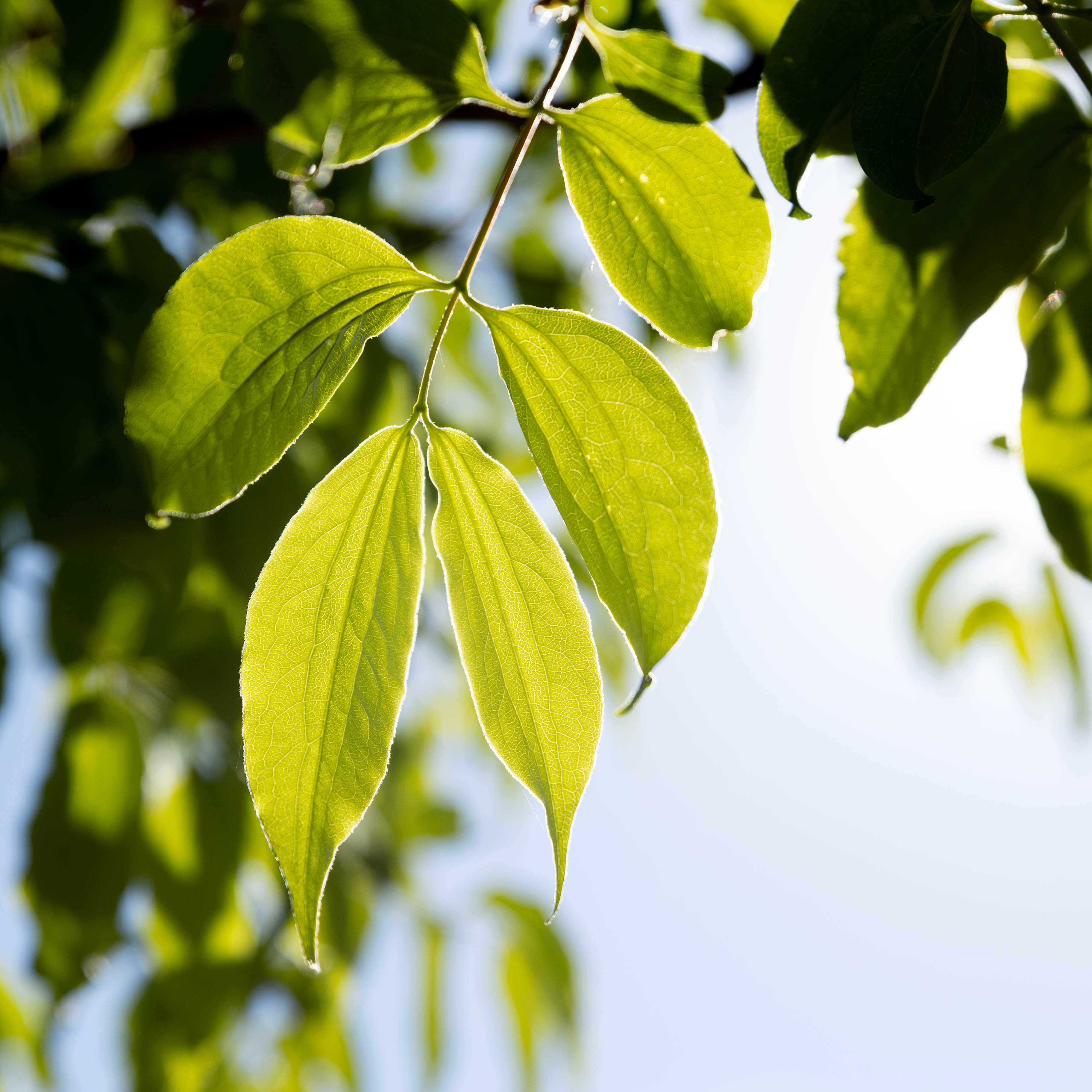 Heptacodium miconioides VJ