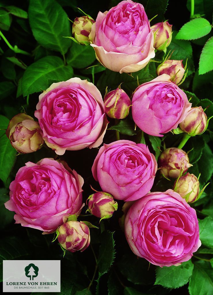Rosa 'First Lady'