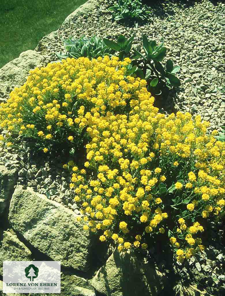 Alyssum saxatile 'Compactum'