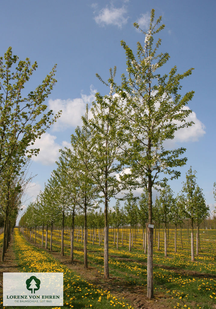 Prunus avium 'Plena'