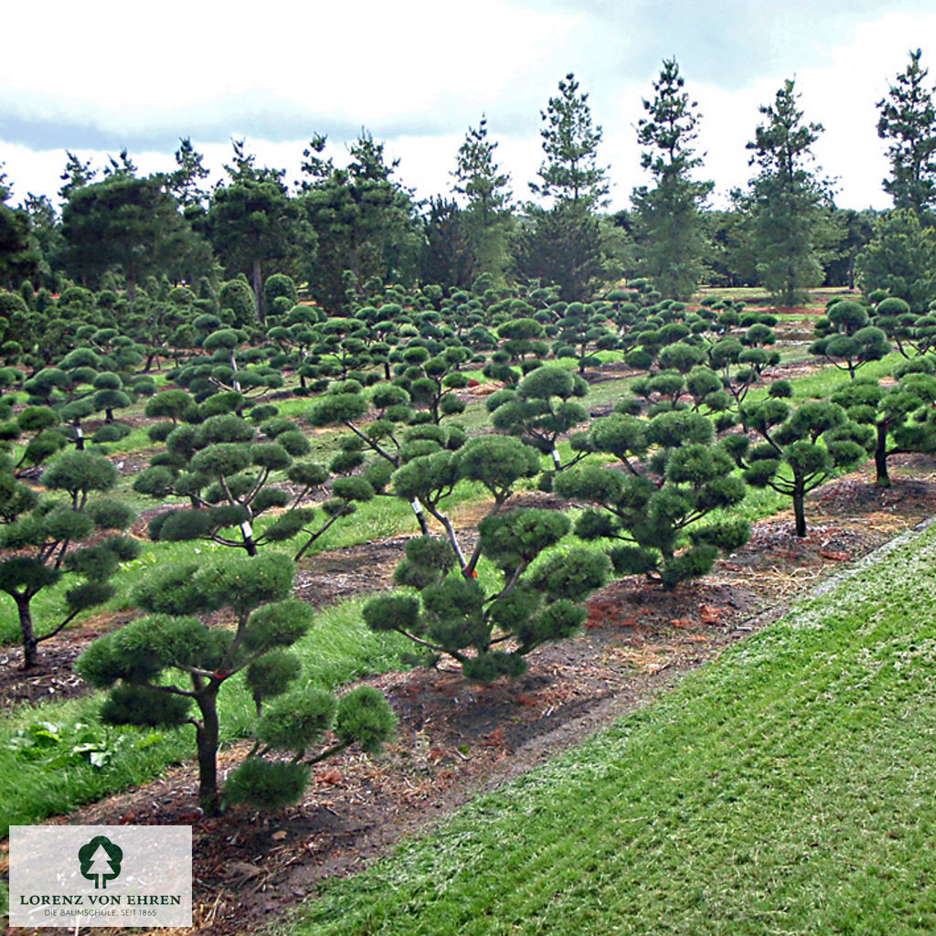 Pinus contorta