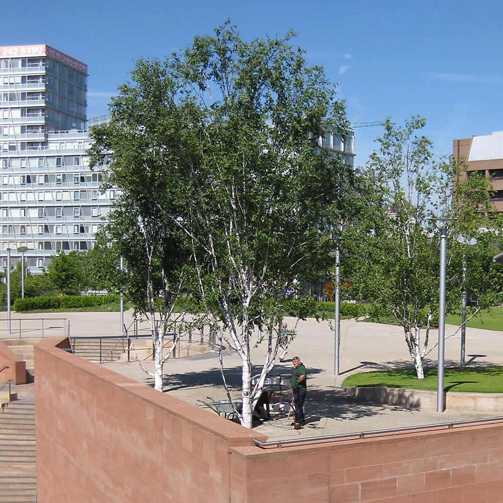 Vier Birken stehen auf einen Sandplatz und spenden Schatten im Hintergrund moderne Hochhäuser