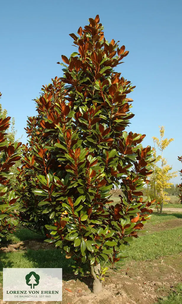 Magnolia grandiflora 'Galissoniere'