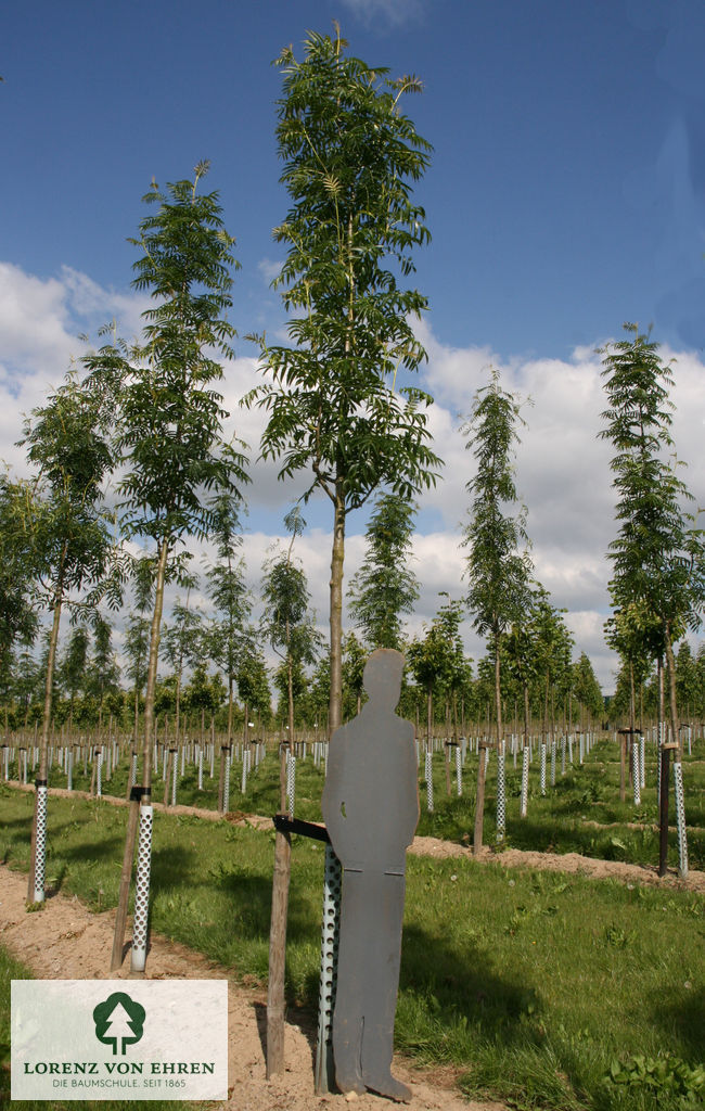 Sorbus 'Dodong'