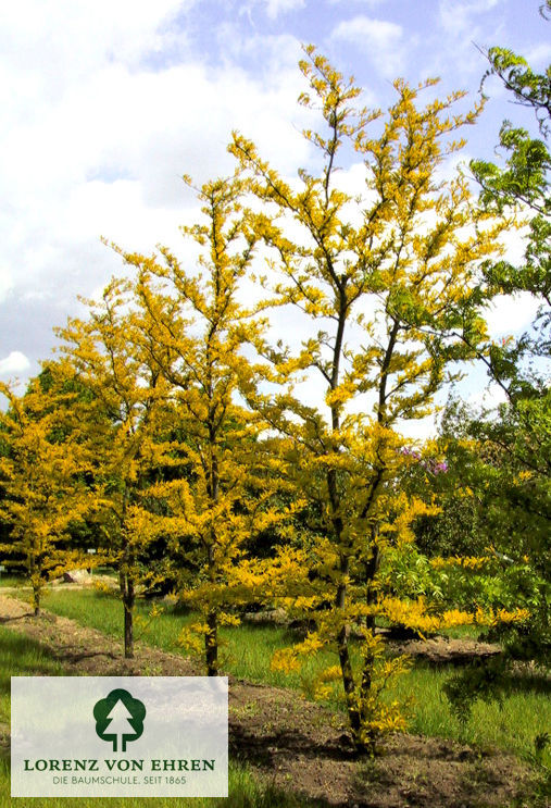 Gleditsia triacanthos 'Sunburst'