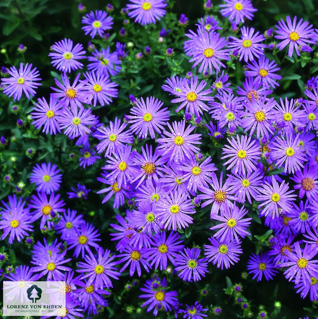 Aster alpinus 'Dunkle Schöne'