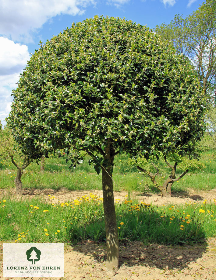 Ilex aquifolium 'Sharpy'