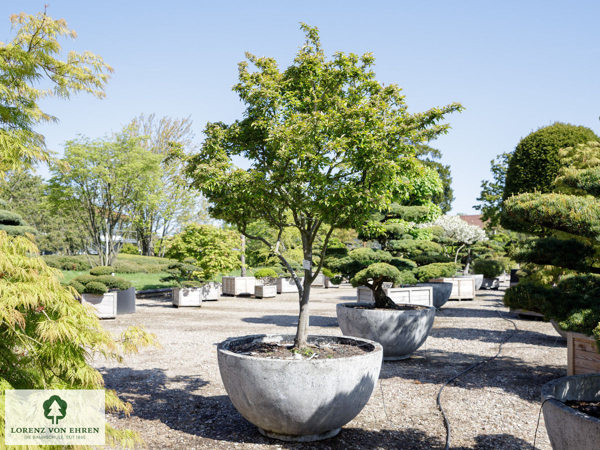 Photinia villosa