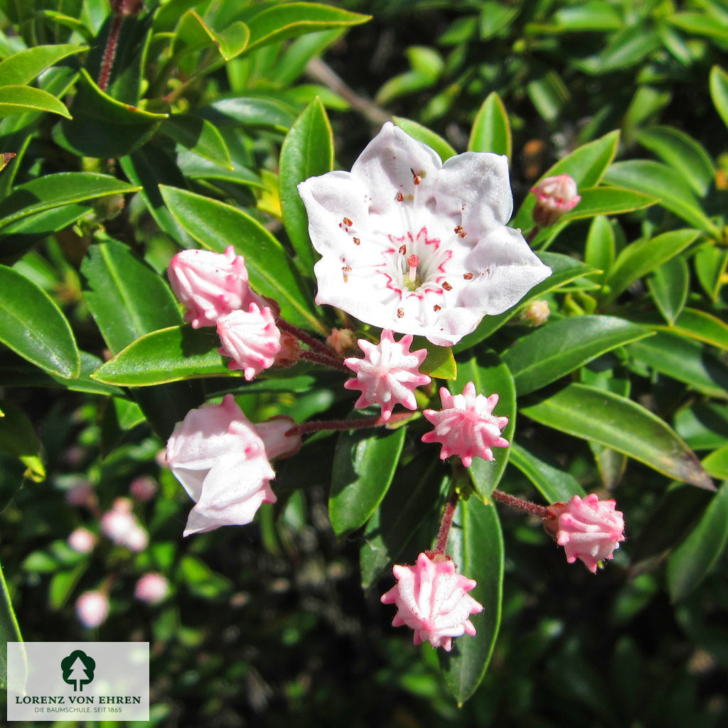 Kalmia latifolia 'Elf'