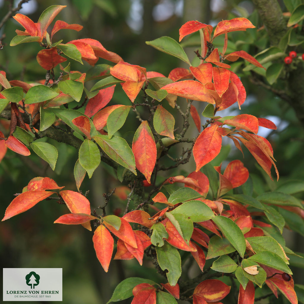 Photinia villosa