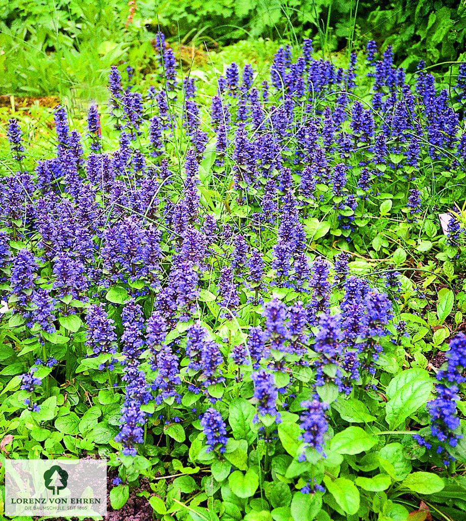 Ajuga reptans