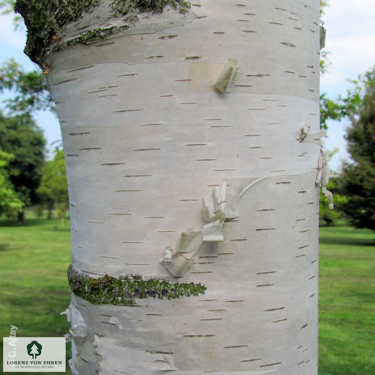 Betula pendula 'Tristis'