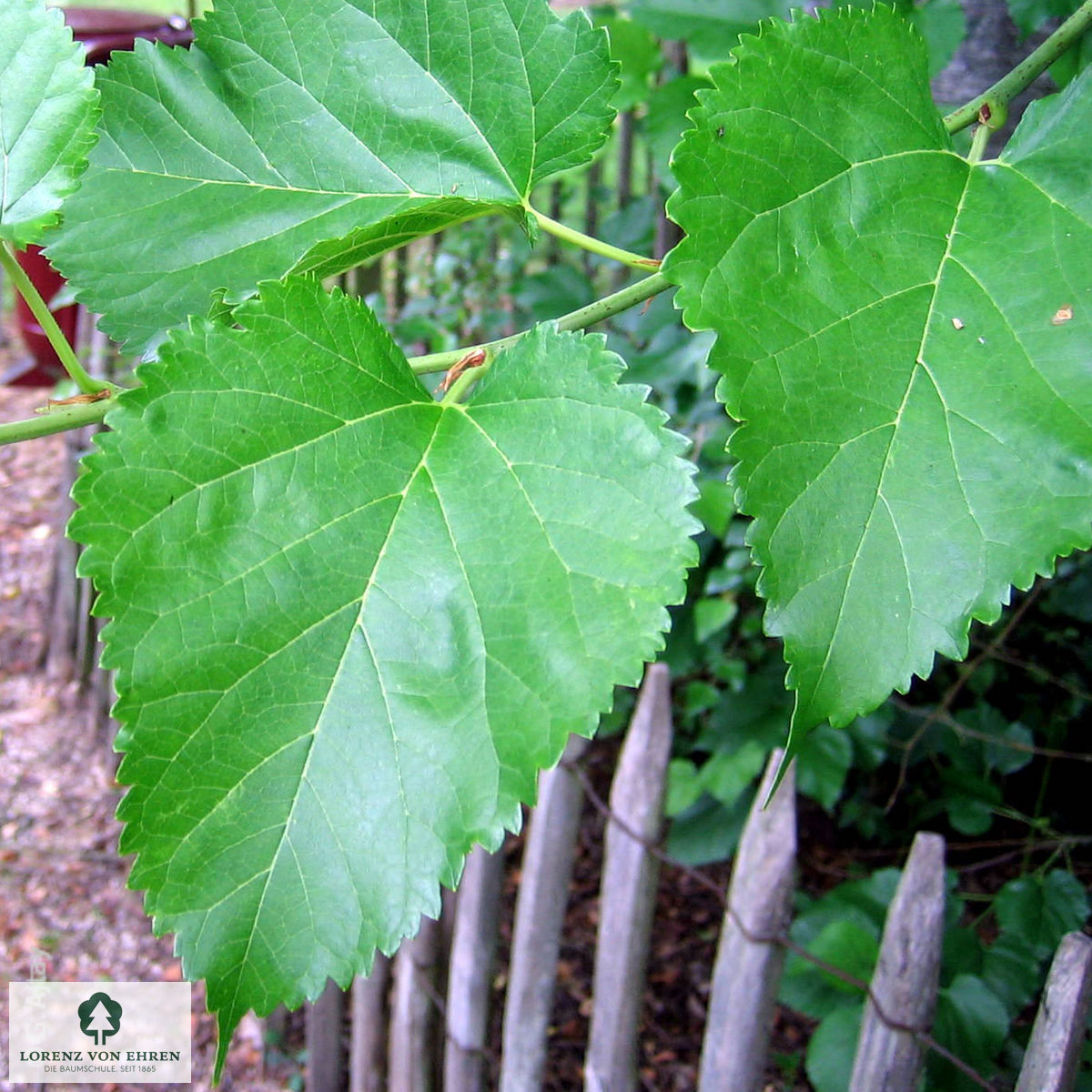 Morus alba 'Fruitless'