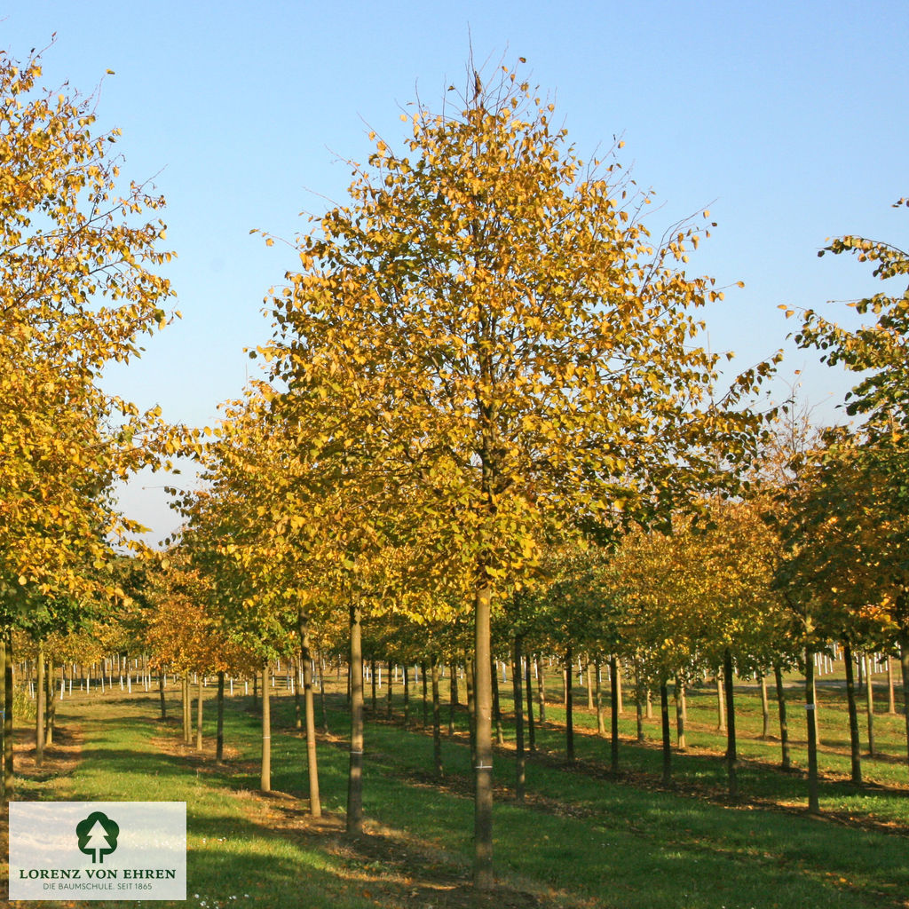 Tilia cordata