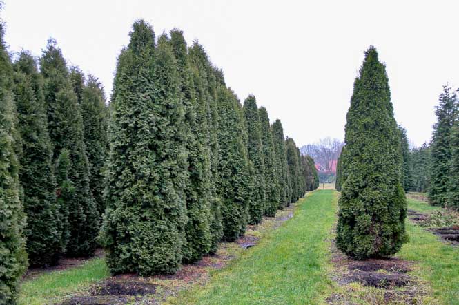 Formgehölze Thuja occidentalis Columna Kegel aus Lebensbaum Thuja
