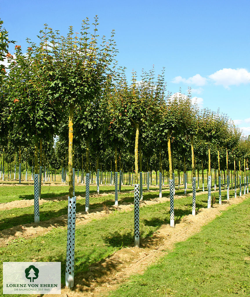 Acer campestre 'Nanum'