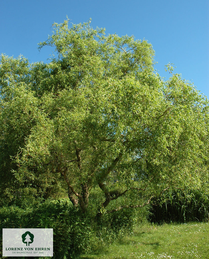 Salix matsudana 'Tortuosa'