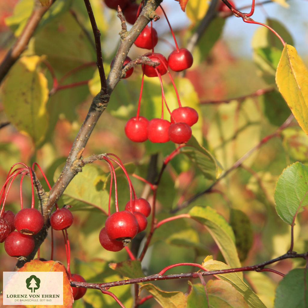 Malus 'David'