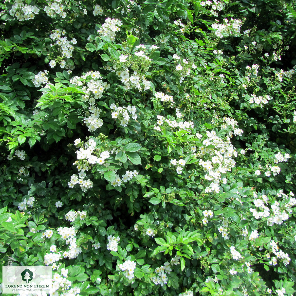 Rosa multiflora
