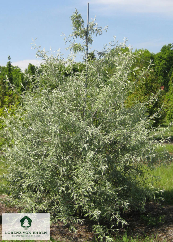 Pyrus salicifolia