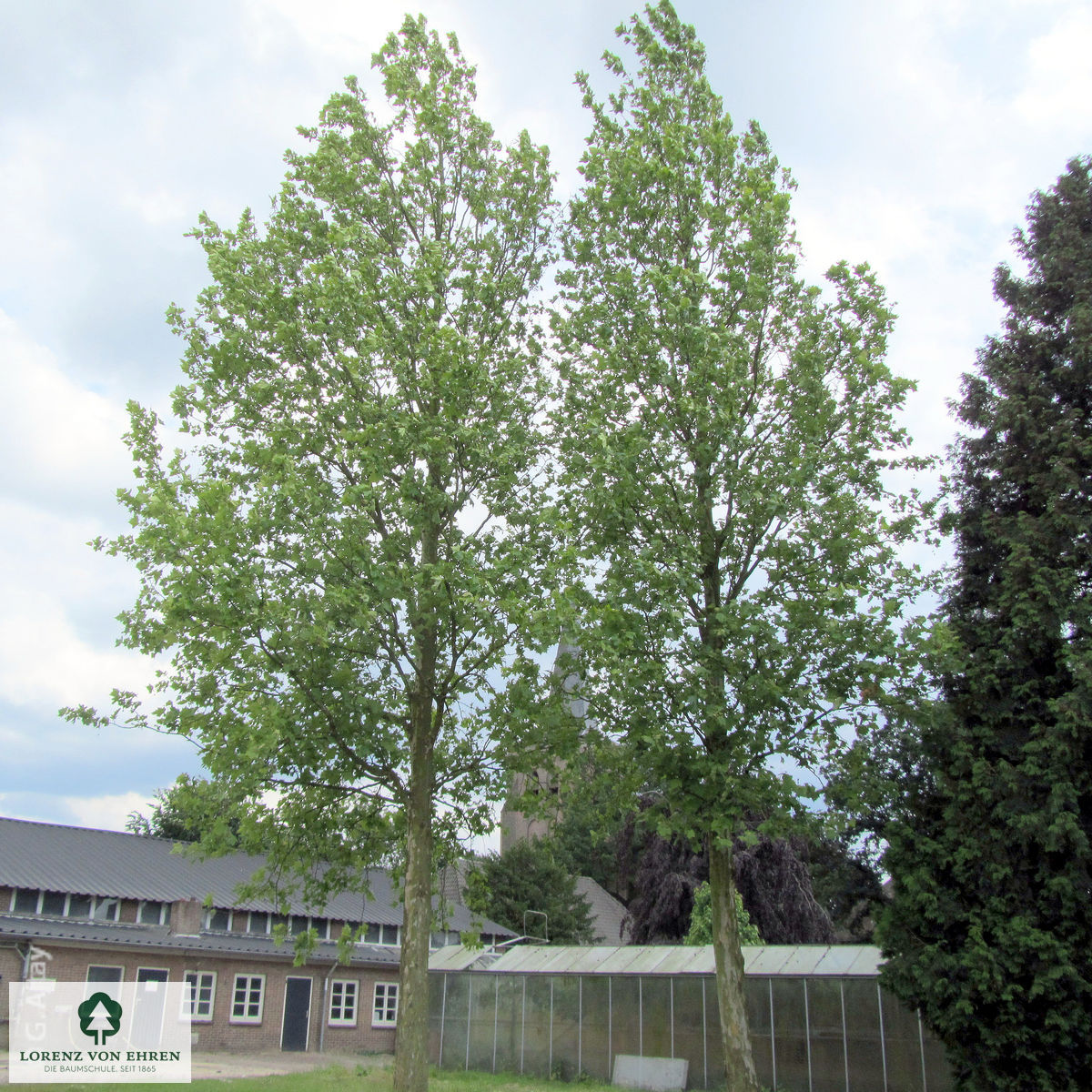 Platanus acerifolia 'Tremonia'