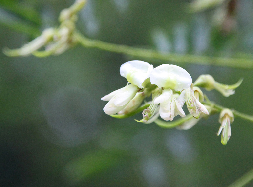 Die zart weiße Blüte des Schnurbaumes
