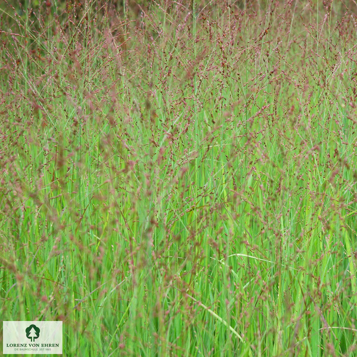 Panicum virgatum 'Heiliger Hain'