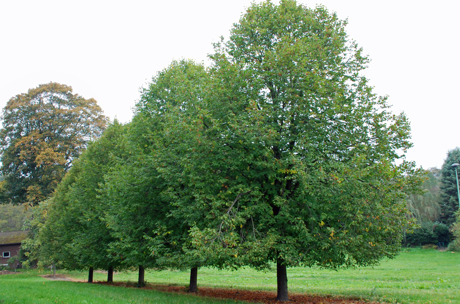 Sattgrüne große Linden