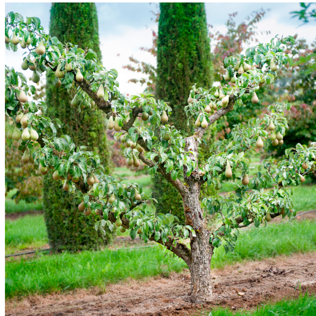 Die Birne Pyrus communis in Sorte als Spalier gezogen