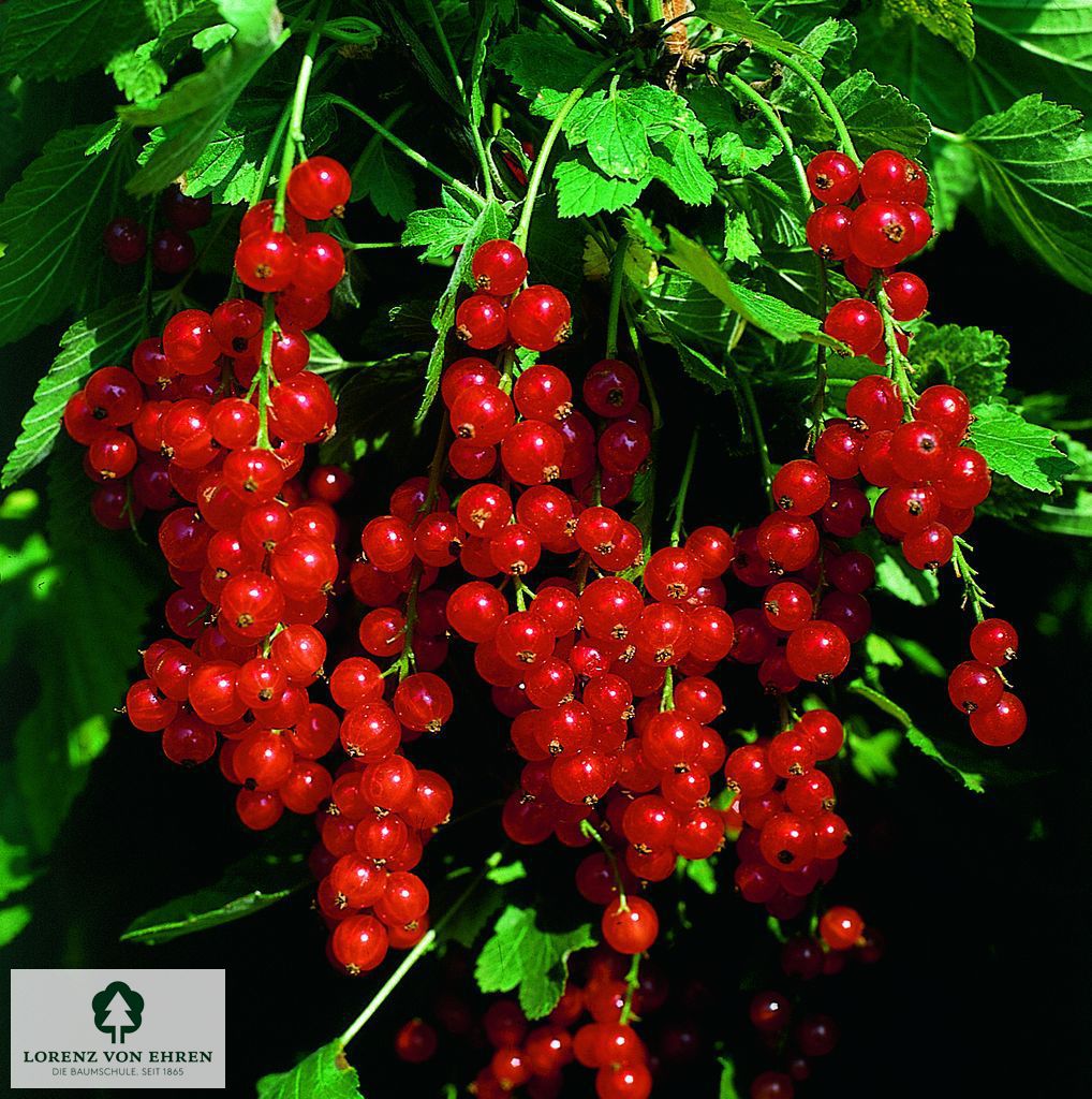 Ribes rubrum 'Heinemanns Rote Spätlese'