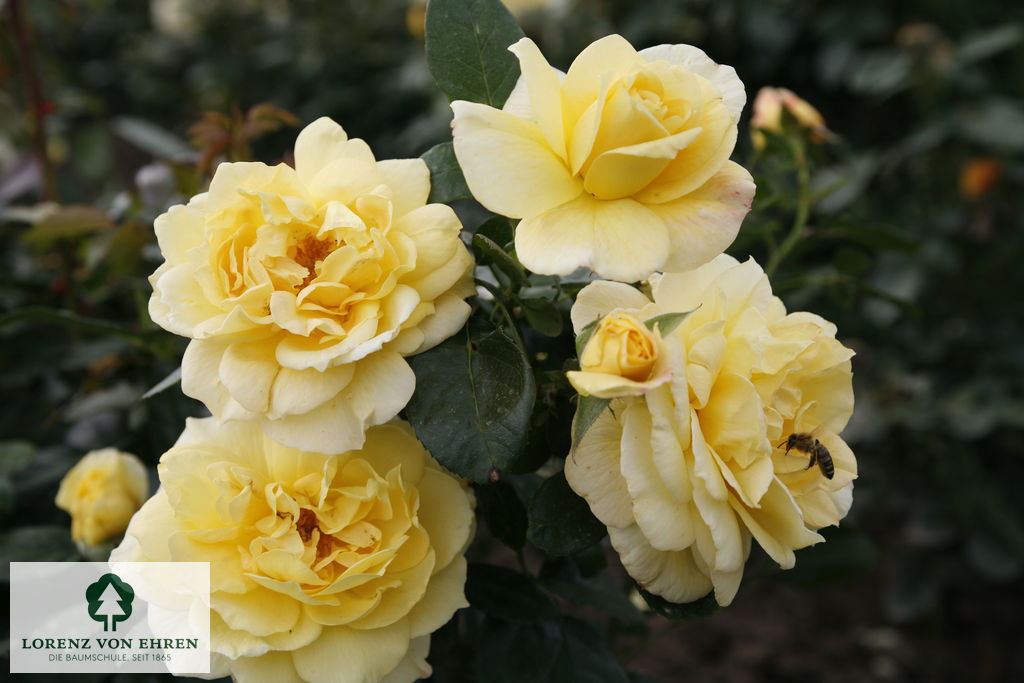 Rosa 'Sunstar'