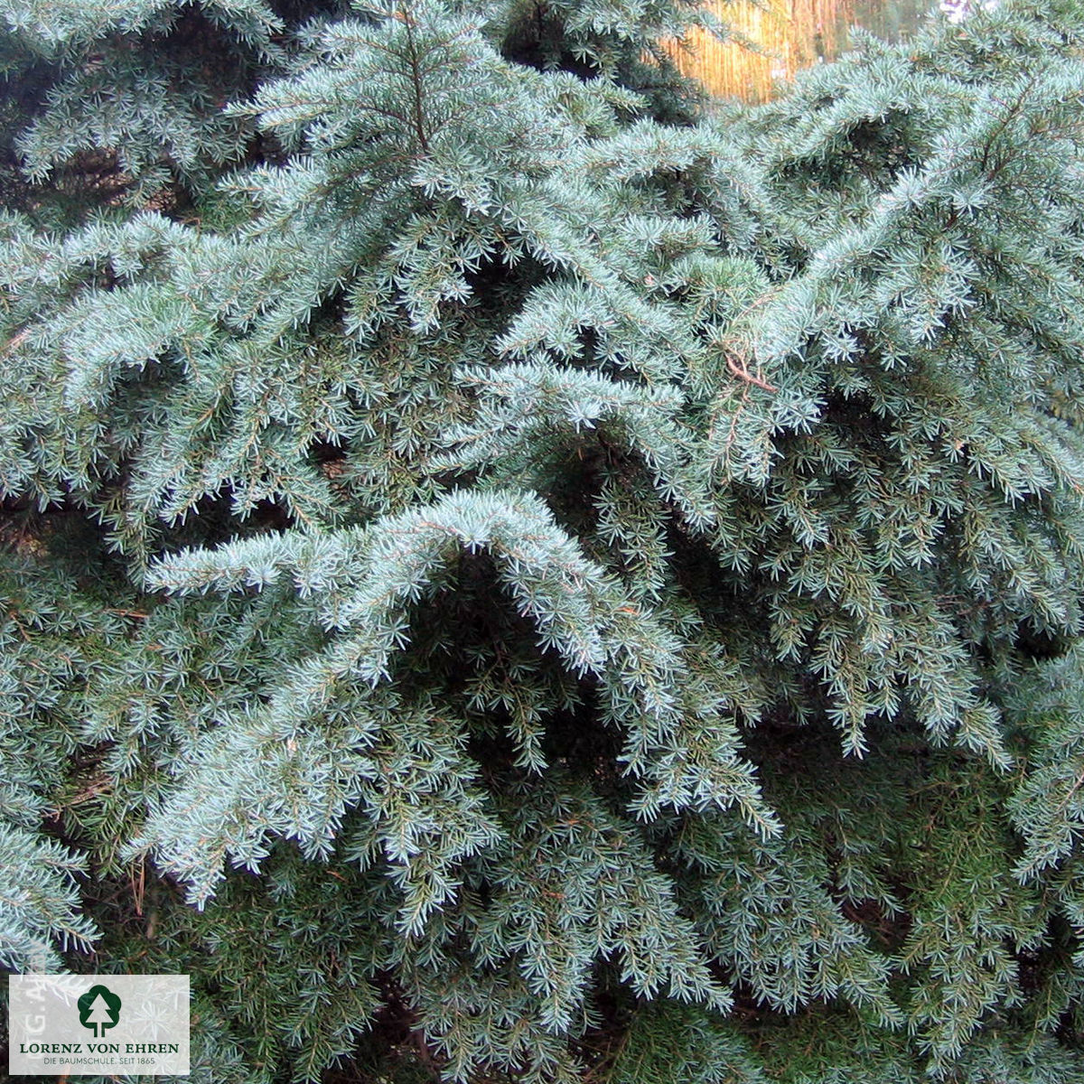 Tsuga mertensiana