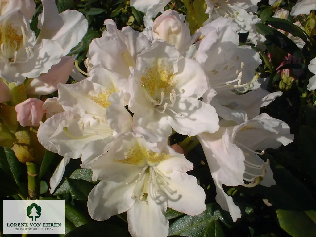 Rhododendron Hybride 'Cunninghams White'