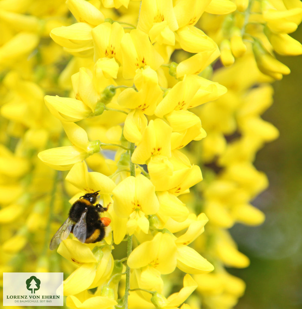 Laburnum watereri 'Vossii'