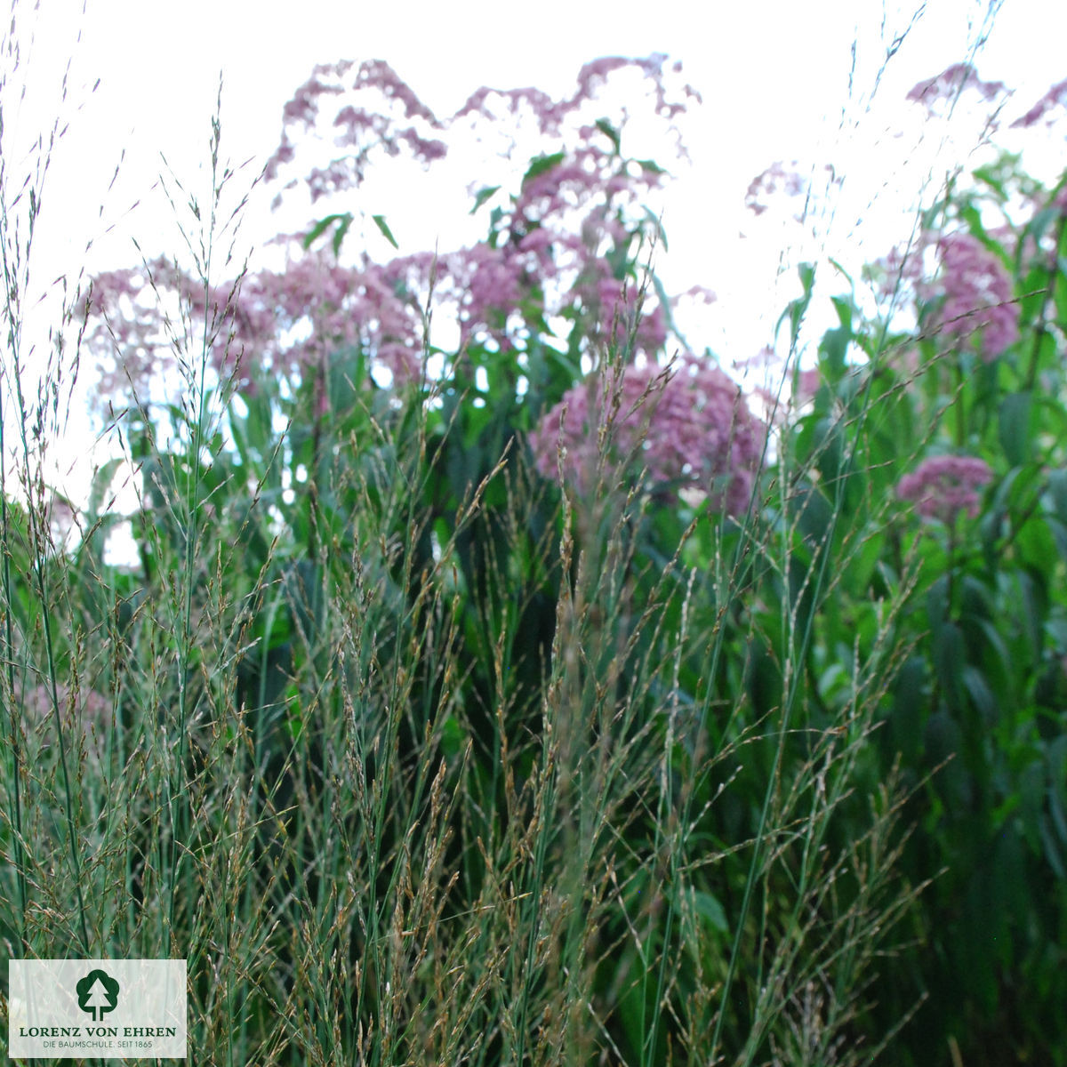 Molinia arundinacea 'Transparent'