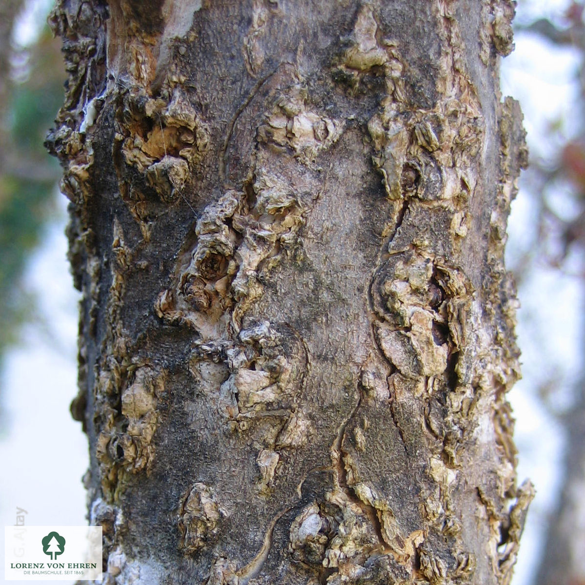 Punica granatum