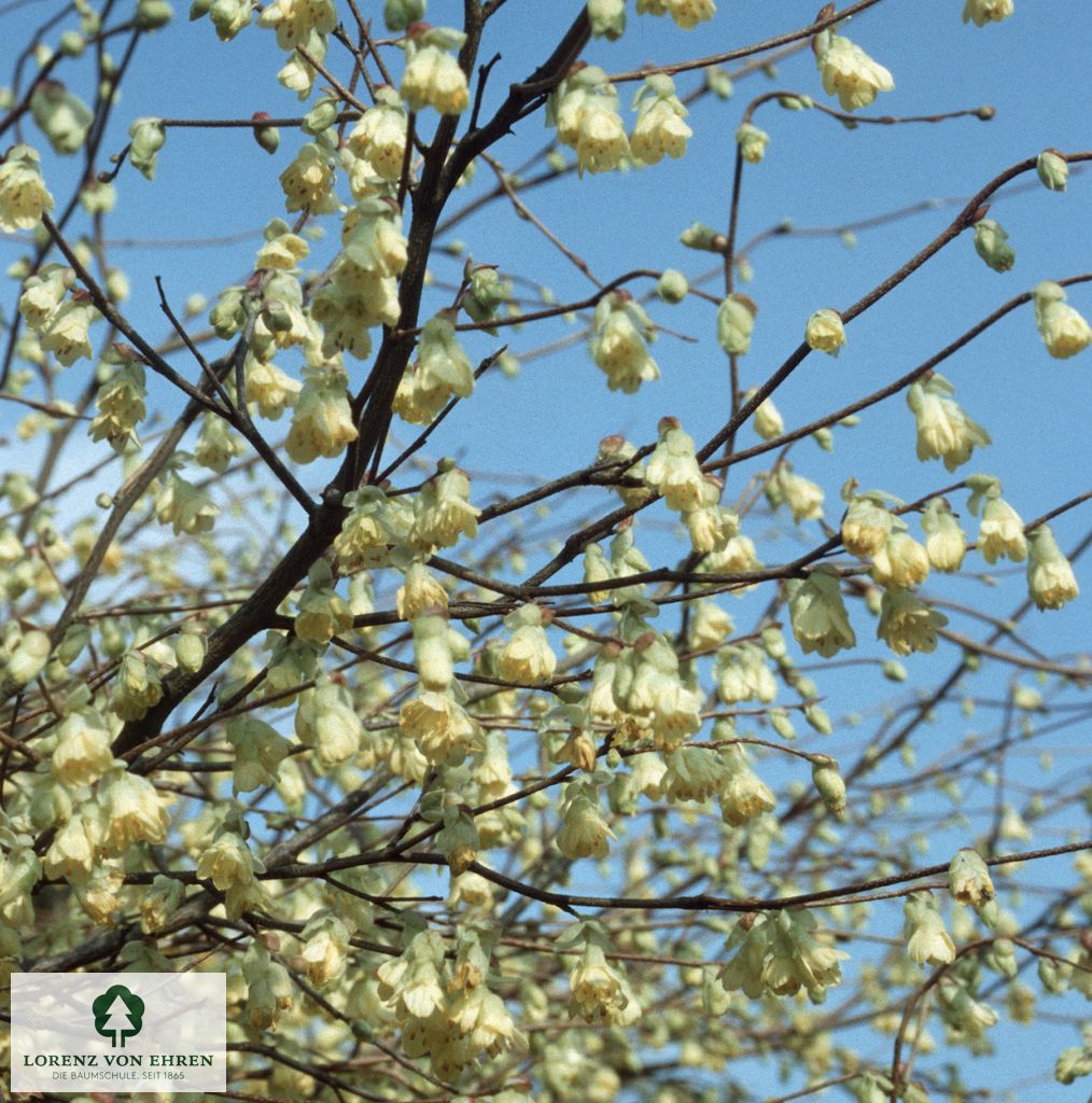 Corylopsis spicata