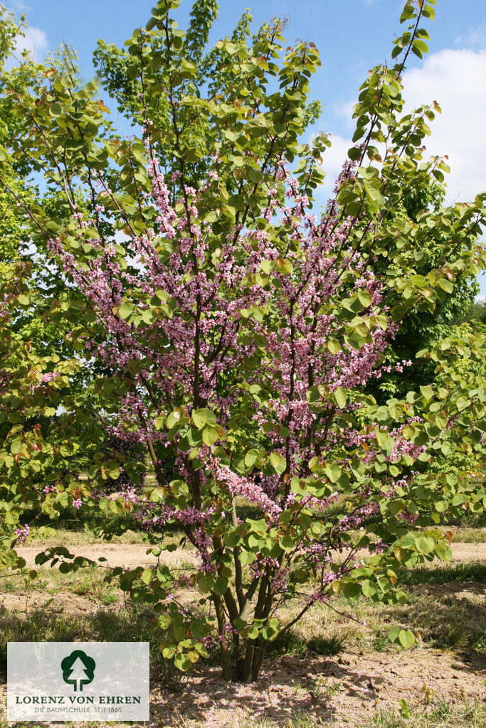 Cercis siliquastrum