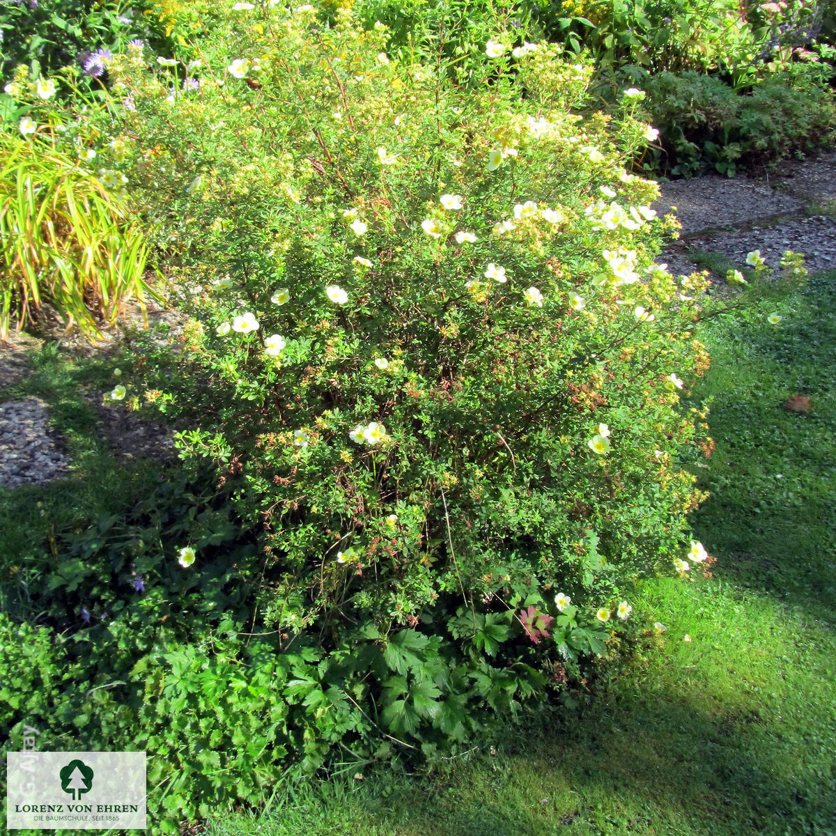 Potentilla fruticosa 'Elizabeth'